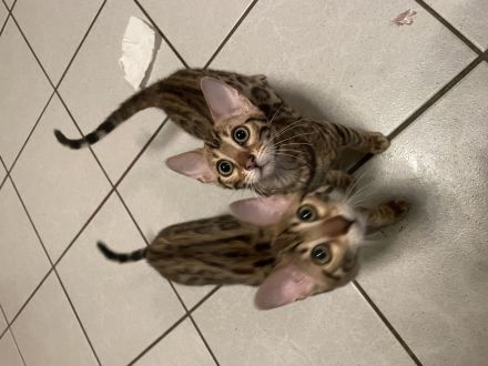 Süße Bengal Kitten Brown Spottet Tabby / ABGABEBEREIT noch 2 Kätzchen Frei