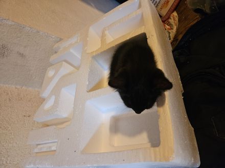 Katzenbabies abzugeben