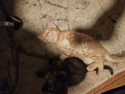 Katzenbabies abzugeben