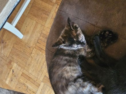 Katzenbabies abzugeben