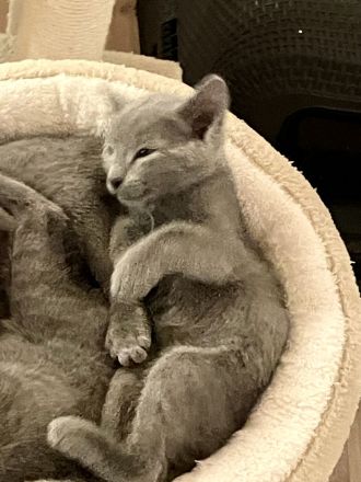 Fünf wunderschöne Katzenbabys suchen ein liebevolles Zuhause