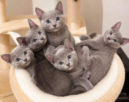 Fünf wunderschöne Katzenbabys suchen ein liebevolles Zuhause