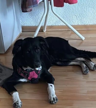Dringend: Liebes, 8 Monate altes Harzer-Pudel-Mix-Mädchen sucht neues Zuhause