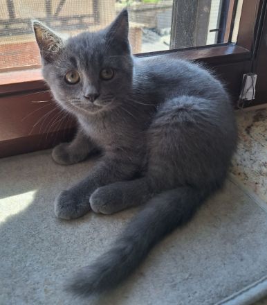 Wunderschöner blauer BKH/Siam-Mix Kater sucht ein liebevolles Zuhause