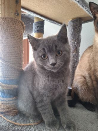 Wunderschöner blauer BKH/Siam-Mix Kater sucht ein liebevolles Zuhause