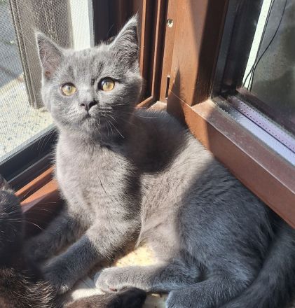 Wunderschöner blauer BKH/Siam-Mix Kater sucht ein liebevolles Zuhause