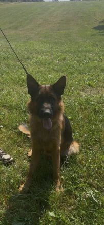 Deutscher Schäferhund Rüde sucht ein neues glückliches Zuhause