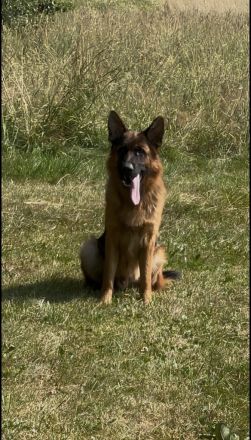 Deutscher Schäferhund Rüde sucht ein neues glückliches Zuhause