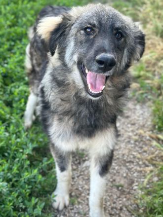 Freddy, geb. ca. 11/2025, lebt in GRIECHENLAND, im städt. Tierheim Serres