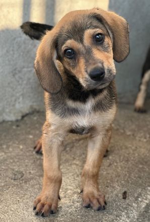 Lenny, geb. ca. 05/2026, lebt in GRIECHENLAND, im städt. Tierheim Serres