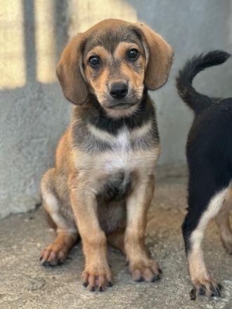 Lenny, geb. ca. 05/2026, lebt in GRIECHENLAND, im städt. Tierheim Serres