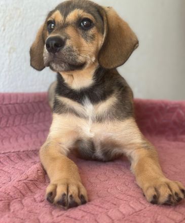 Lenny, geb. ca. 05/2026, lebt in GRIECHENLAND, im städt. Tierheim Serres