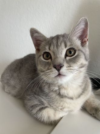 BKH Blue Silber Tabby Kitten