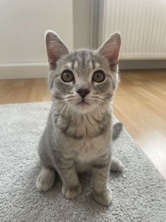 BKH Blue Silber Tabby Kitten