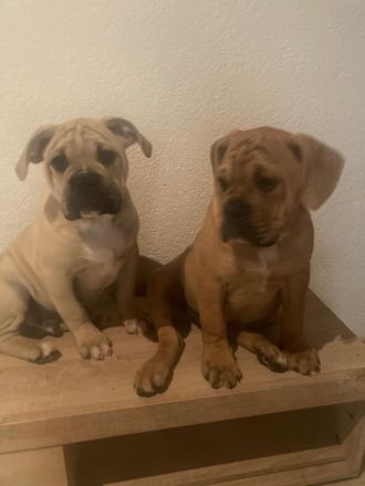Old English Bulldog
