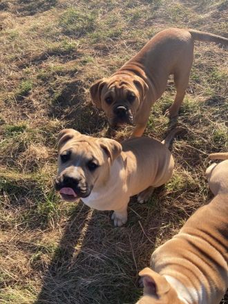 Old English Bulldog