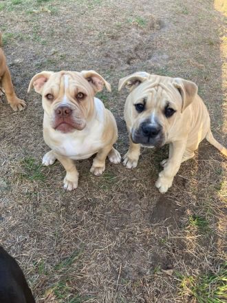 Old English Bulldog