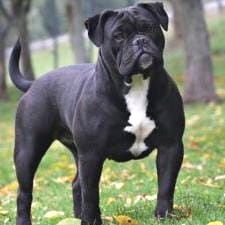 Old English Bulldog