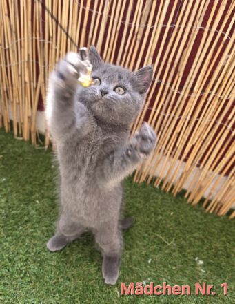 BKH Kitten Abgabebereit