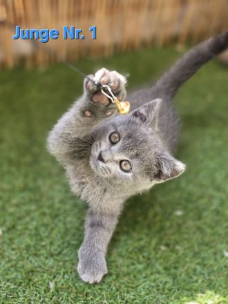 BKH Kitten Abgabebereit