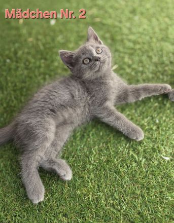 BKH Kitten Abgabebereit
