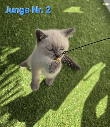 BKH Kitten Abgabebereit