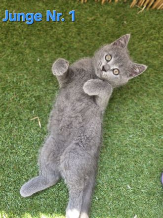 BKH Kitten Abgabebereit