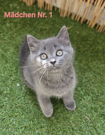 BKH Kitten Abgabebereit