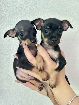 Mini Toy Terrier Welpen von reinrassigen Eltern