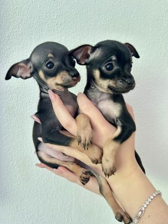 Mini Toy Terrier Welpen von reinrassigen Eltern