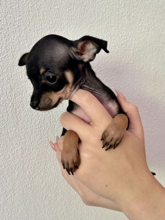 Mini Toy Terrier Welpen von reinrassigen Eltern