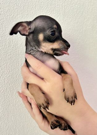 Mini Toy Terrier Welpen von reinrassigen Eltern