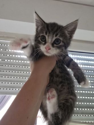 4 kitten abzugeben
