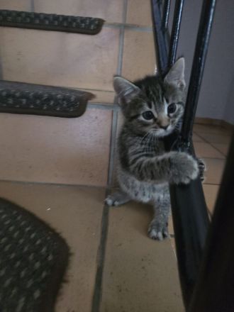 4 kitten abzugeben