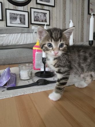 4 kitten abzugeben