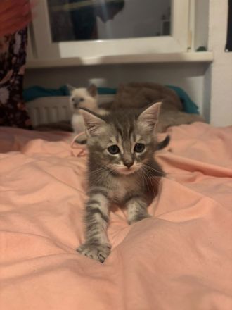 Letztes BKH Ragdoll Kitten Katzen