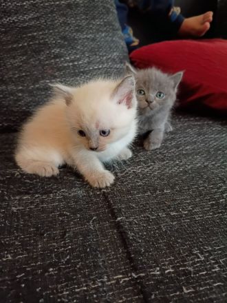 BKH Ragdoll Kitten Katzen