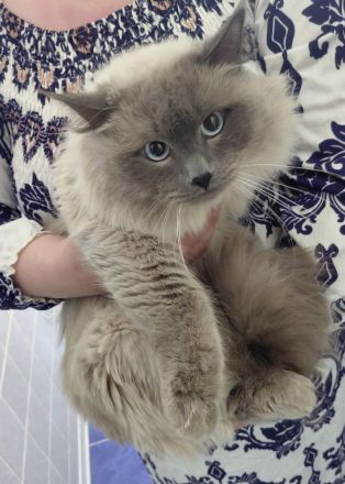 Letztes BKH Ragdoll Kitten Katzen