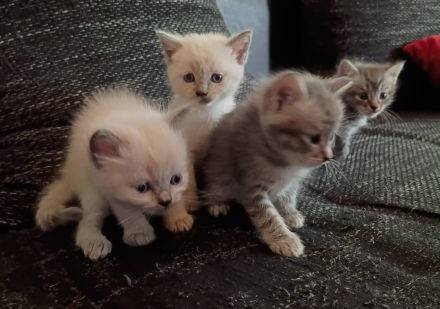 BKH Ragdoll Kitten Katzen