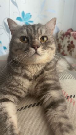 Letztes BKH Ragdoll Kitten Katzen