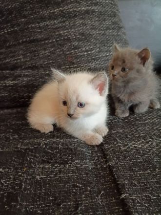 BKH Ragdoll Kitten Katzen