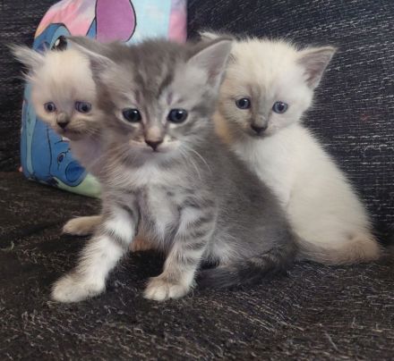 BKH Ragdoll Kitten Katzen