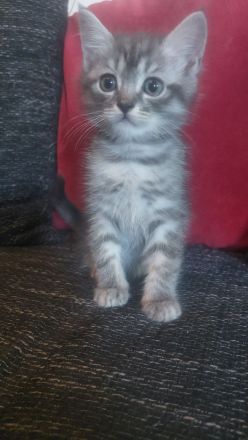 Letztes BKH Ragdoll Kitten Katzen