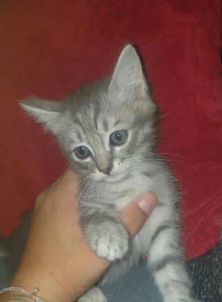 Letztes BKH Ragdoll Kitten Katzen