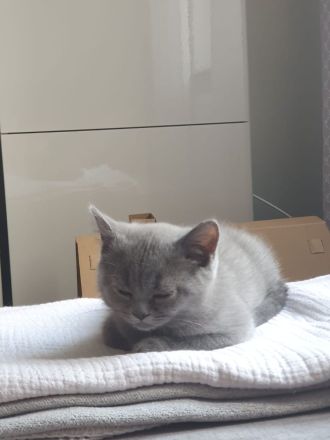 BKH Kater Blue