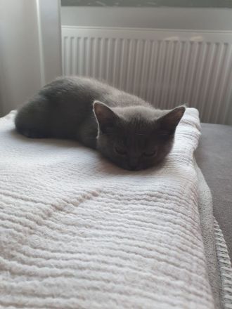 BKH Kater Blue