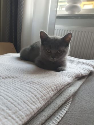 BKH Kater Blue