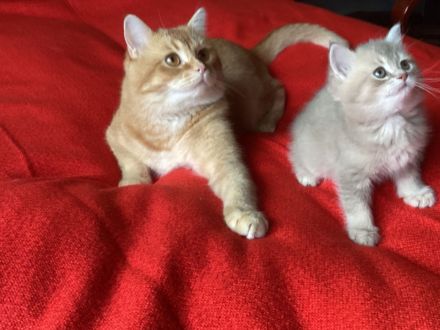 Goldene kleine Kater im BKH-Typ – sanfter Blick, warme Farbe, besondere Nähe.