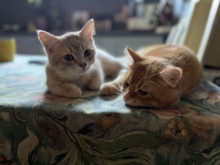 Goldene kleine Kater im BKH-Typ – sanfter Blick, warme Farbe, besondere Nähe.