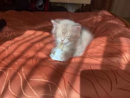 Goldene kleine Kater im BKH-Typ – sanfter Blick, warme Farbe, besondere Nähe.